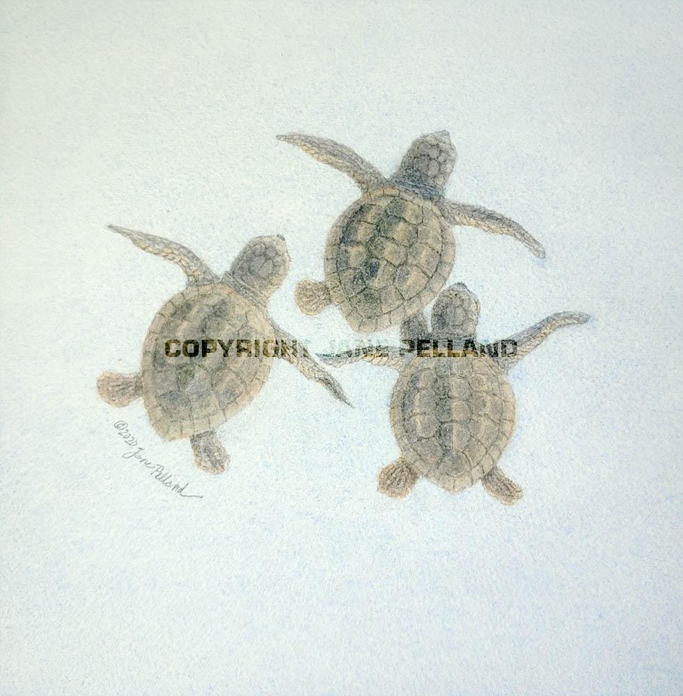 Baby Loggerhead Sea Turtles